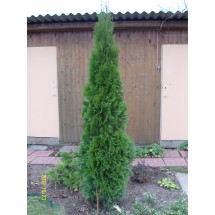 Туя брабант